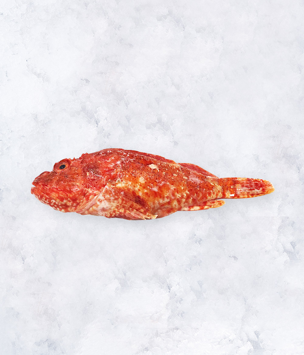 Scorpion Fish Gapa Foodservice Scorpion Fish Gapa Foodservice